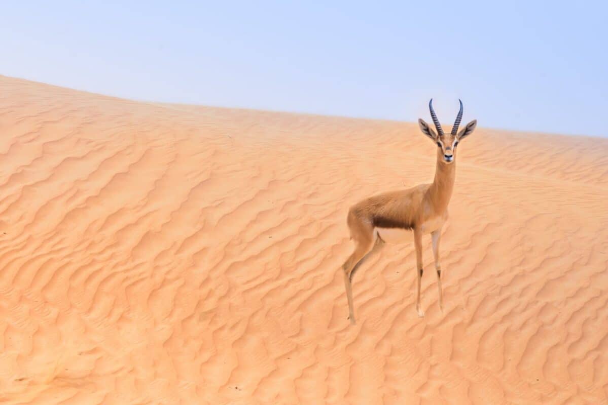 Sand gazelle (Al gazal al rheem in Arabic) in the Dubai Desert Conservation Area, Dubai, United Arab Emirates