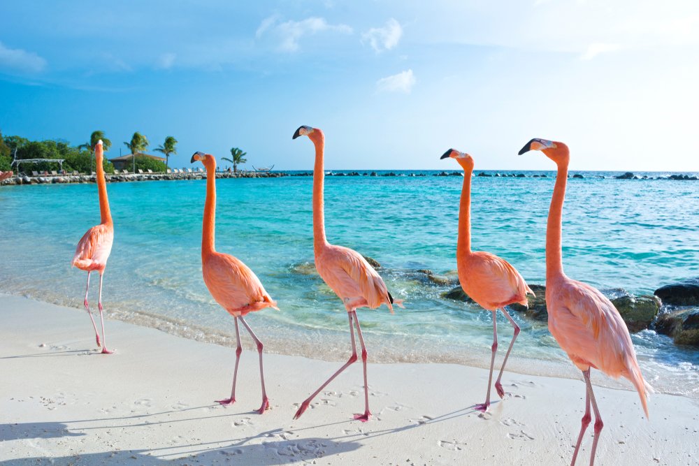 Pink Flamingo in the Aruba Island