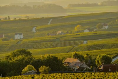 Champagne Vineyards Villedomange In Marne Department Champagne-ardennes France Europe