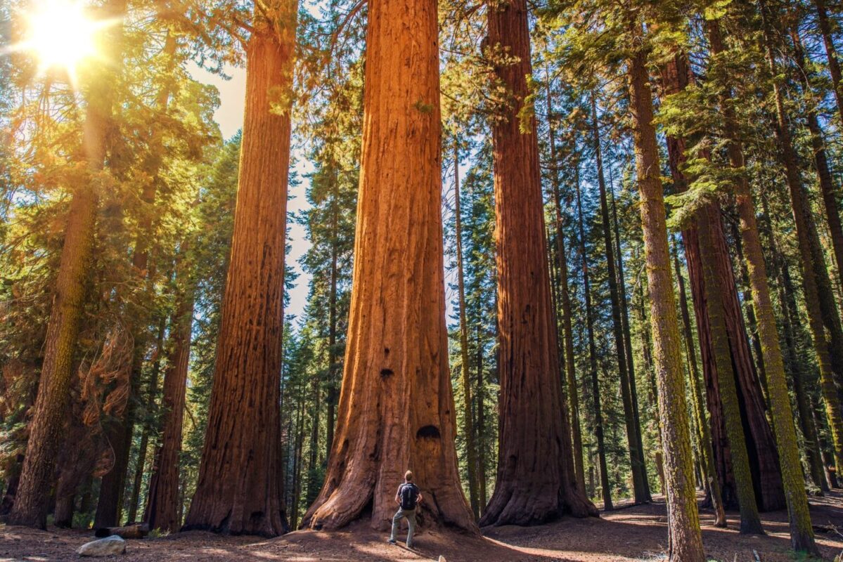 Sequoia vs Man. Giant Sequoias Forest and the tourist with backpack.