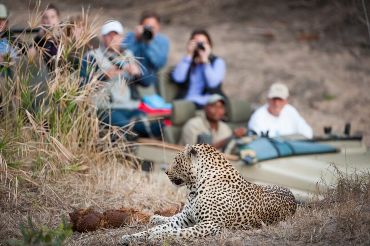 Leopard resting on a rise in the foreground with a safari vehicle filled with tourists looking on in the background, at Elephant Plains, South Africa.