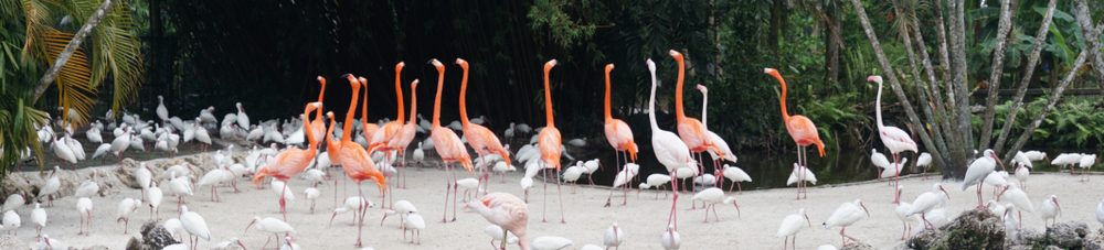 Panorama of Flamingos and American white ibis (Eudocimus albus)in a pond in the everglades nearFort Lauderdale, Florida