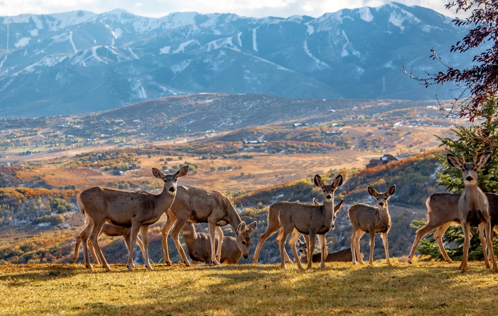 Deer Utah Mountains