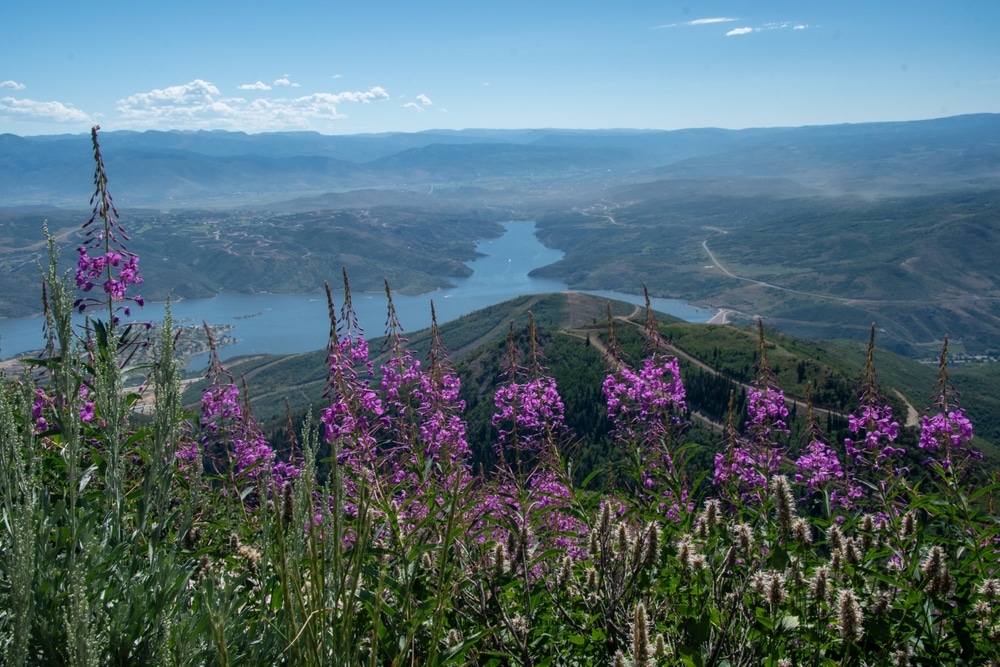 Deer Valley hiking trail with flowers overlooking Jordanelle Reservoir