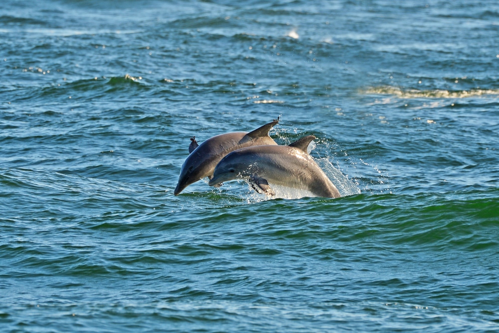 Dolphins, St Andrews State Park, Panama City Beach, Florida