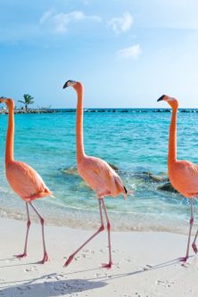 Pink,Flamingo,,Aruba,Island